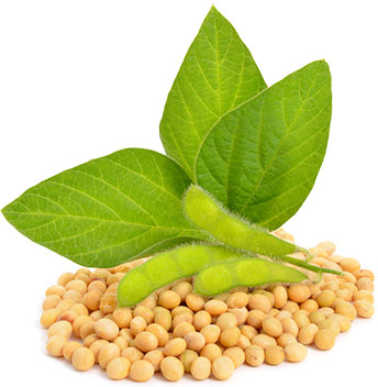 Lecithin